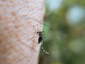 Mosquito control bali