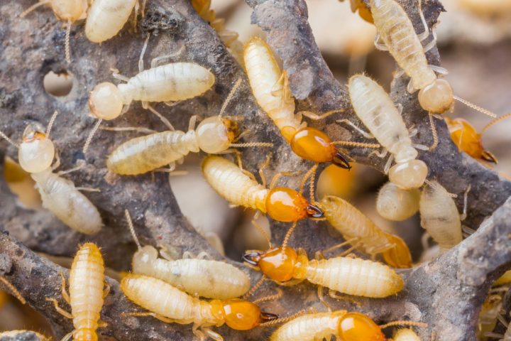 termites